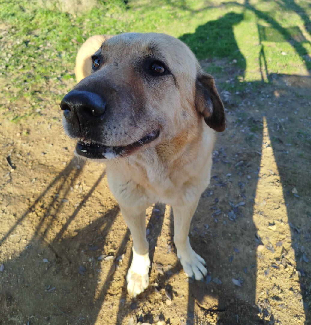 Jojos Zorro Dogsavior Feb25 1