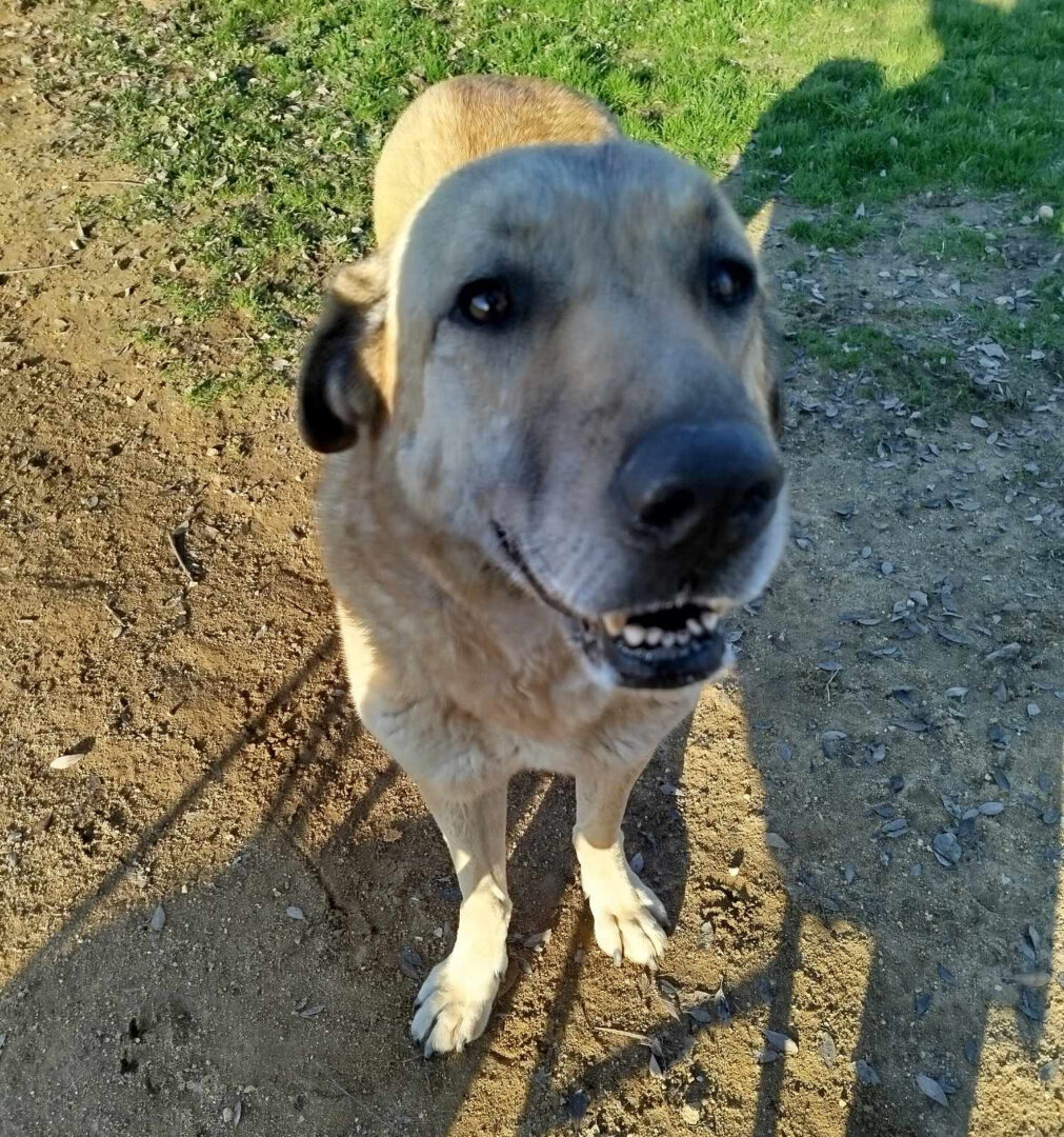 Jojos Zorro Dogsavior Feb25 2