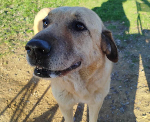 Jojos Zorro Dogsavior Feb25 Beitragsbild