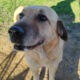 Jojos Zorro Dogsavior Feb25 Beitragsbild