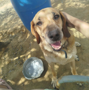 Jojos Zorro Dogsavior Okt25 1