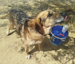 Jojos Zorro Dogsavior Okt25 2