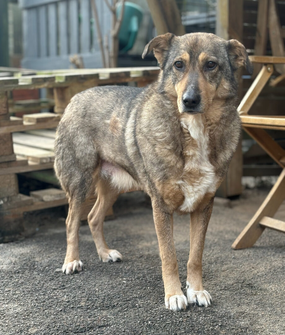 Kolovos Zorro Dogsavior Mär25 1