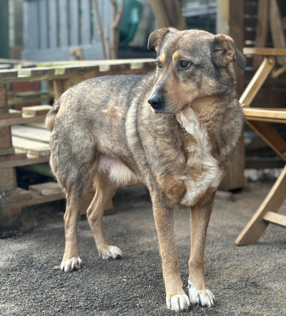 Kolovos Zorro Dogsavior Mär25 2
