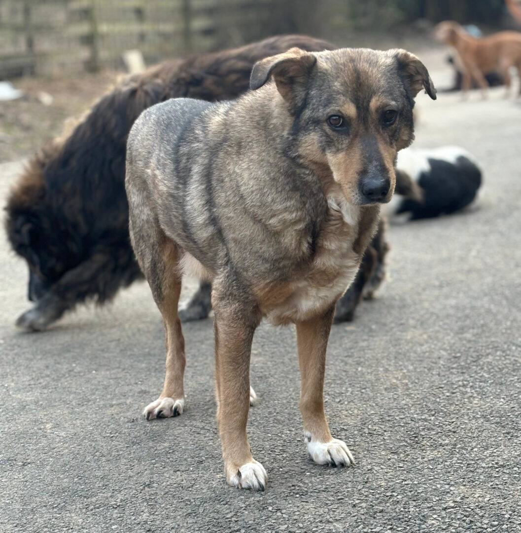 Kolovos Zorro Dogsavior Mär25 3