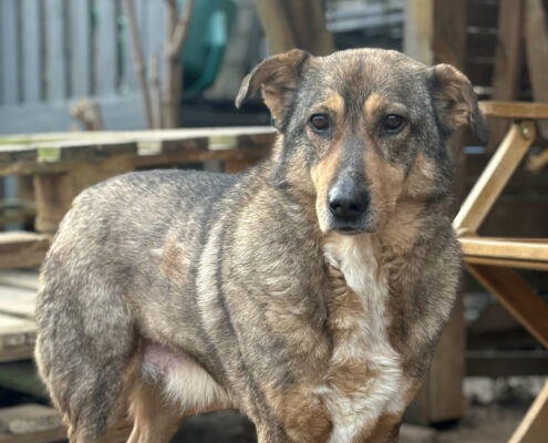 Kolovos Zorro Dogsavior Mär25 Beitragsbild