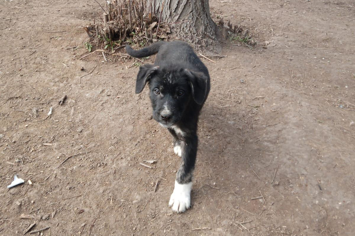 Loki Zorro Dogsavior Feb25 2