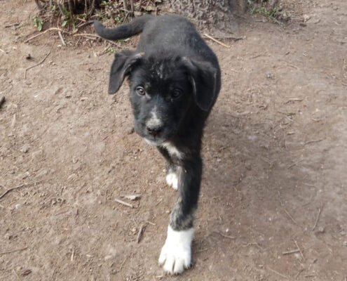 Loki Zorro Dogsavior Feb25 Beitragsbild