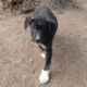 Loki Zorro Dogsavior Feb25 Beitragsbild