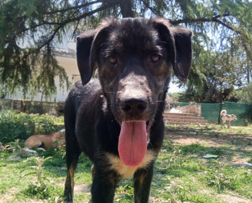 Loki Zorro Dogsavior Jun25 Beitragsbild