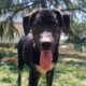 Loki Zorro Dogsavior Jun25 Beitragsbild