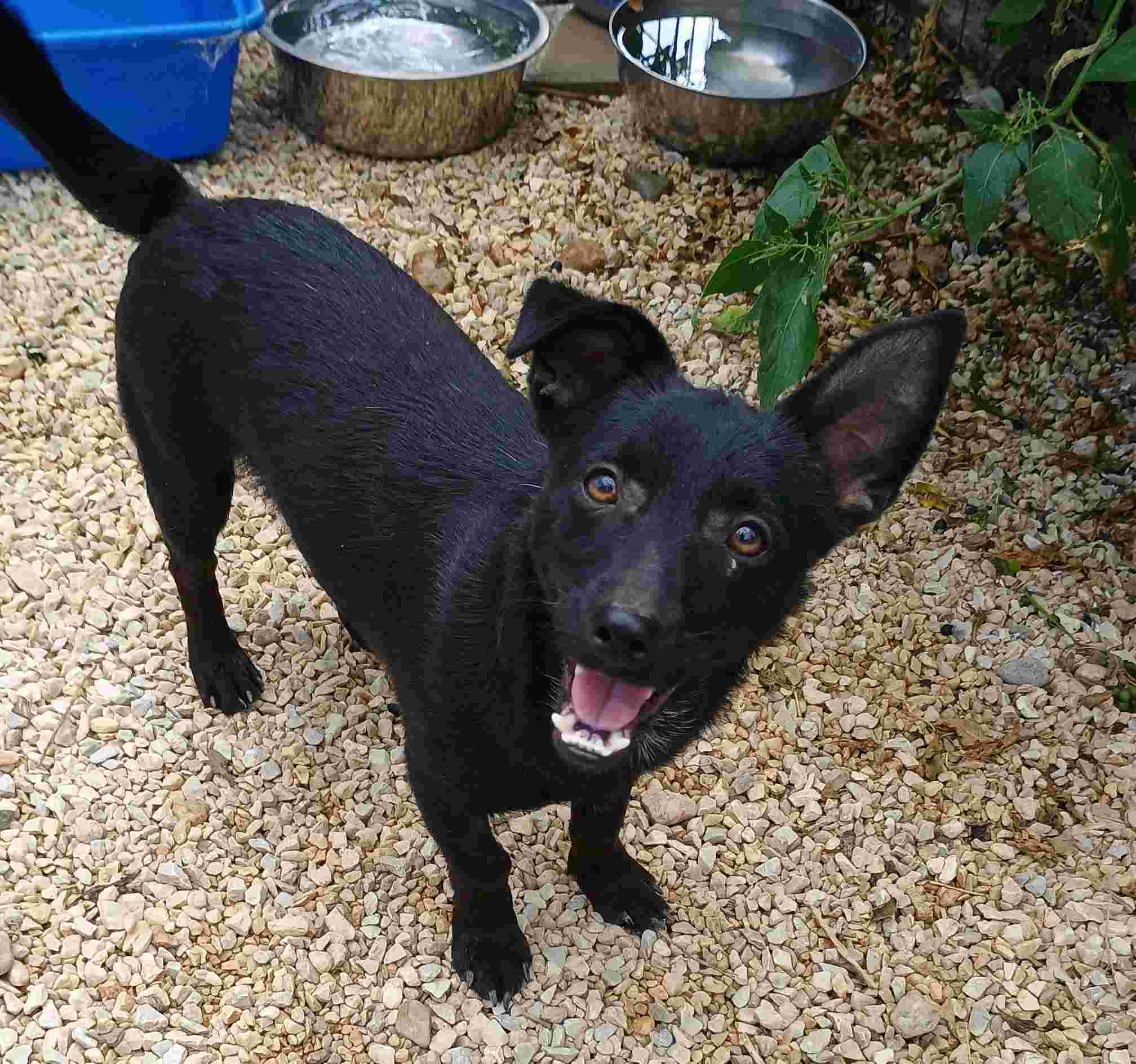 Louis Zorro Dogsavior Jan25 1