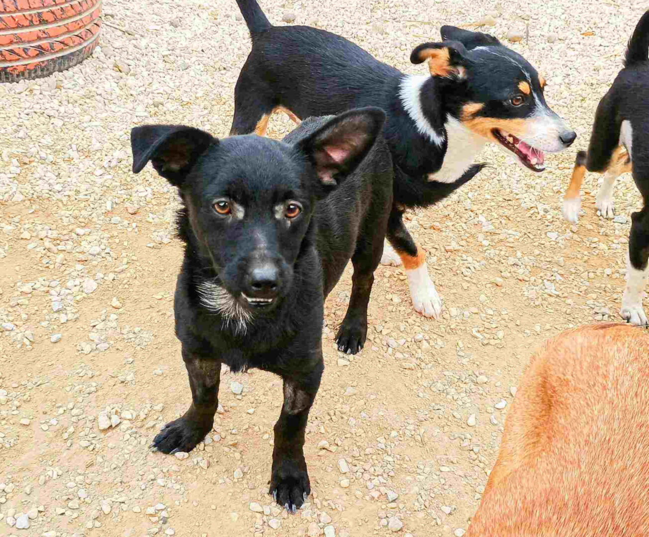 Louis Zorro Dogsavior Jan25 2