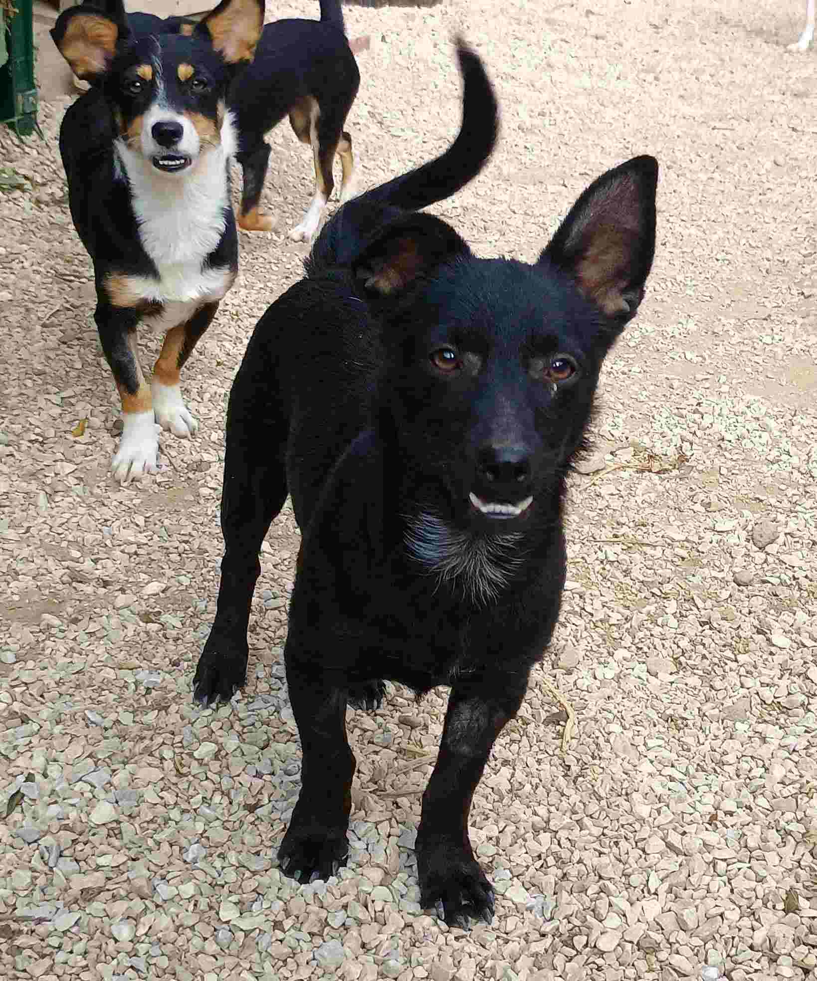 Louis Zorro Dogsavior Jan25 3