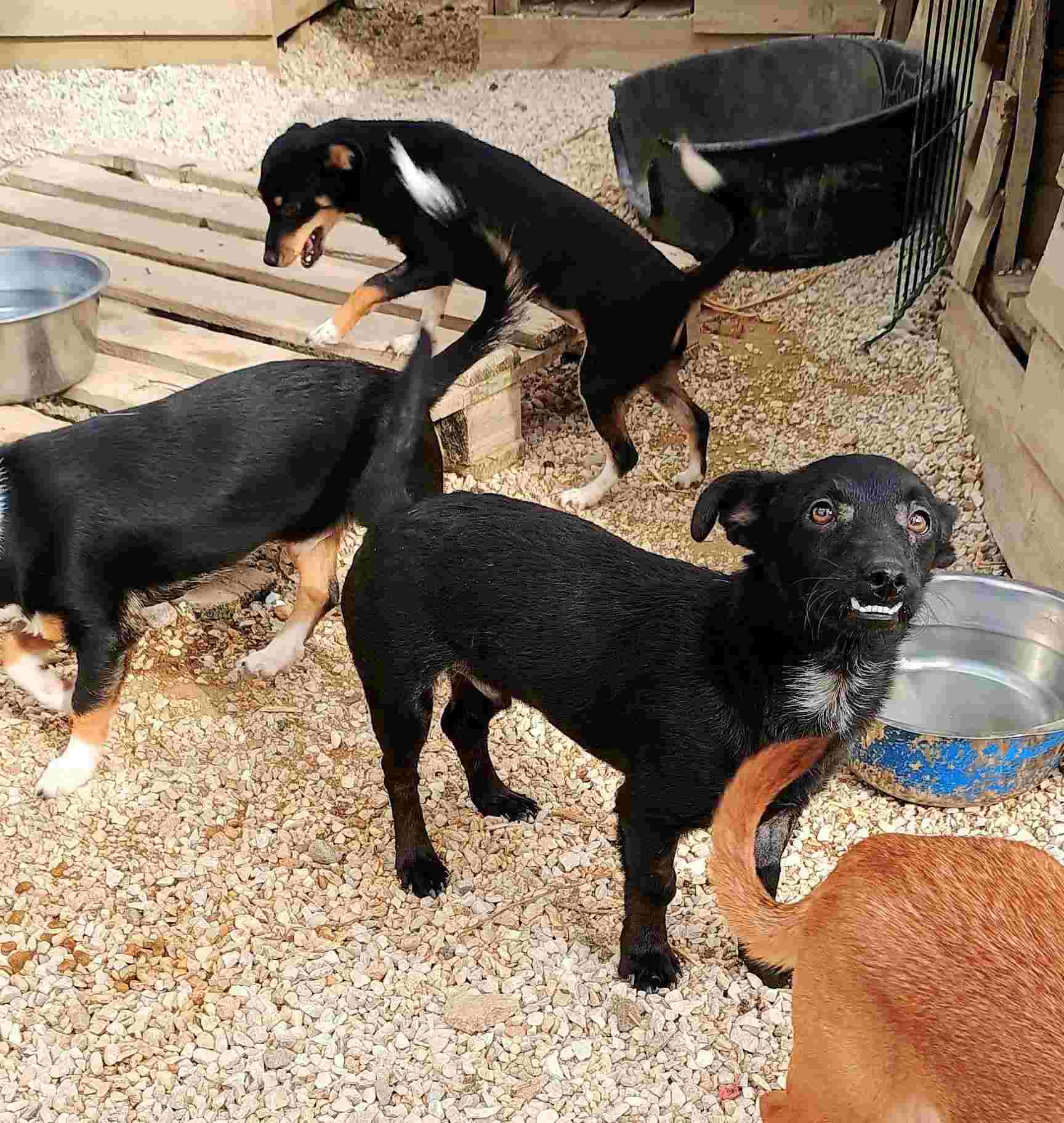 Louis Zorro Dogsavior Jan25 5
