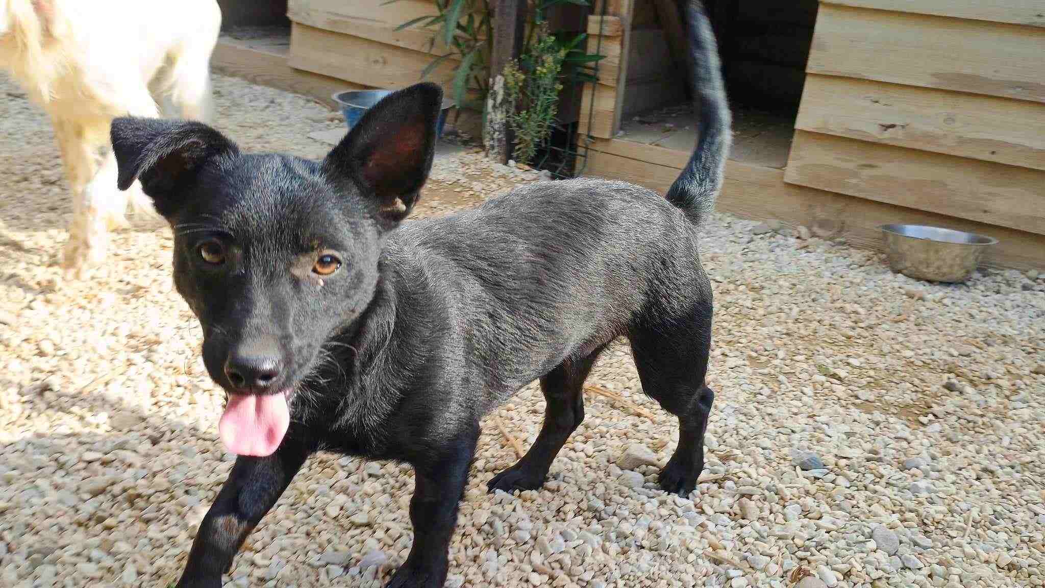Louis Zorro Dogsavior Jan25 6