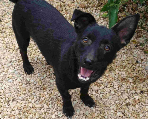 Louis Zorro Dogsavior Jan25 Beitragsbild