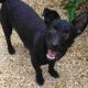 Louis Zorro Dogsavior Jan25 Beitragsbild
