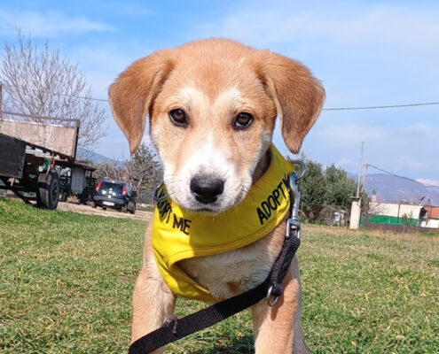 Ludwig Zorro Dogsavior Feb25 Beitragsbild