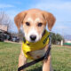 Ludwig Zorro Dogsavior Feb25 Beitragsbild