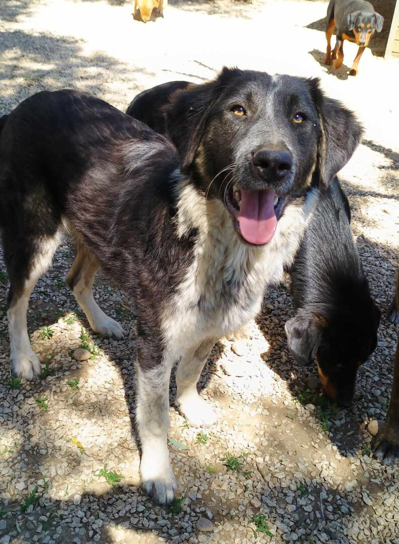 Millie Zorro Dogsavior Mai25 3