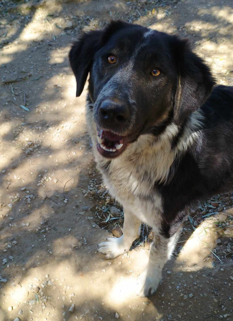 Millie Zorro Dogsavior Mai25 4