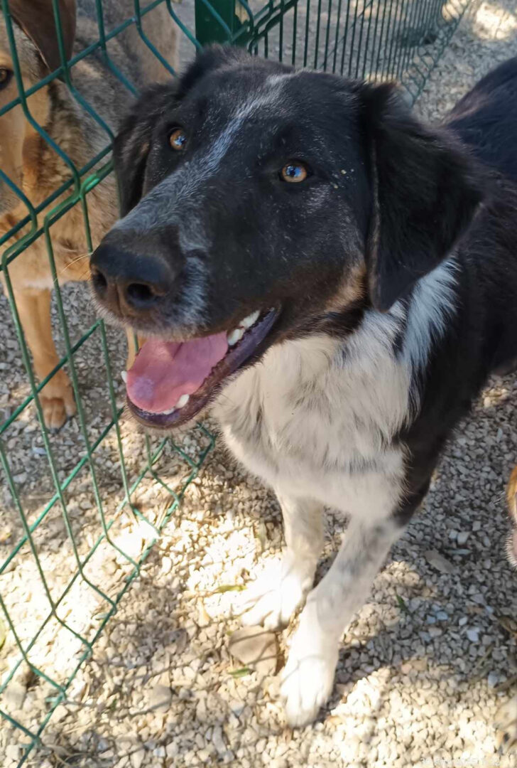 Millie Zorro Dogsavior Mai25 5