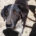 Millie Zorro Dogsavior Mai25 Beitragsbild