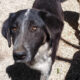 Millie Zorro Dogsavior Mai25 Beitragsbild