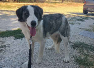 Mollie Zorro Dogsavior Jun26 1