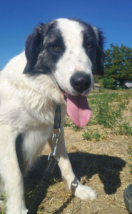 Mollie Zorro Dogsavior Jun26 2