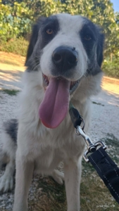 Mollie Zorro Dogsavior Jun26 3