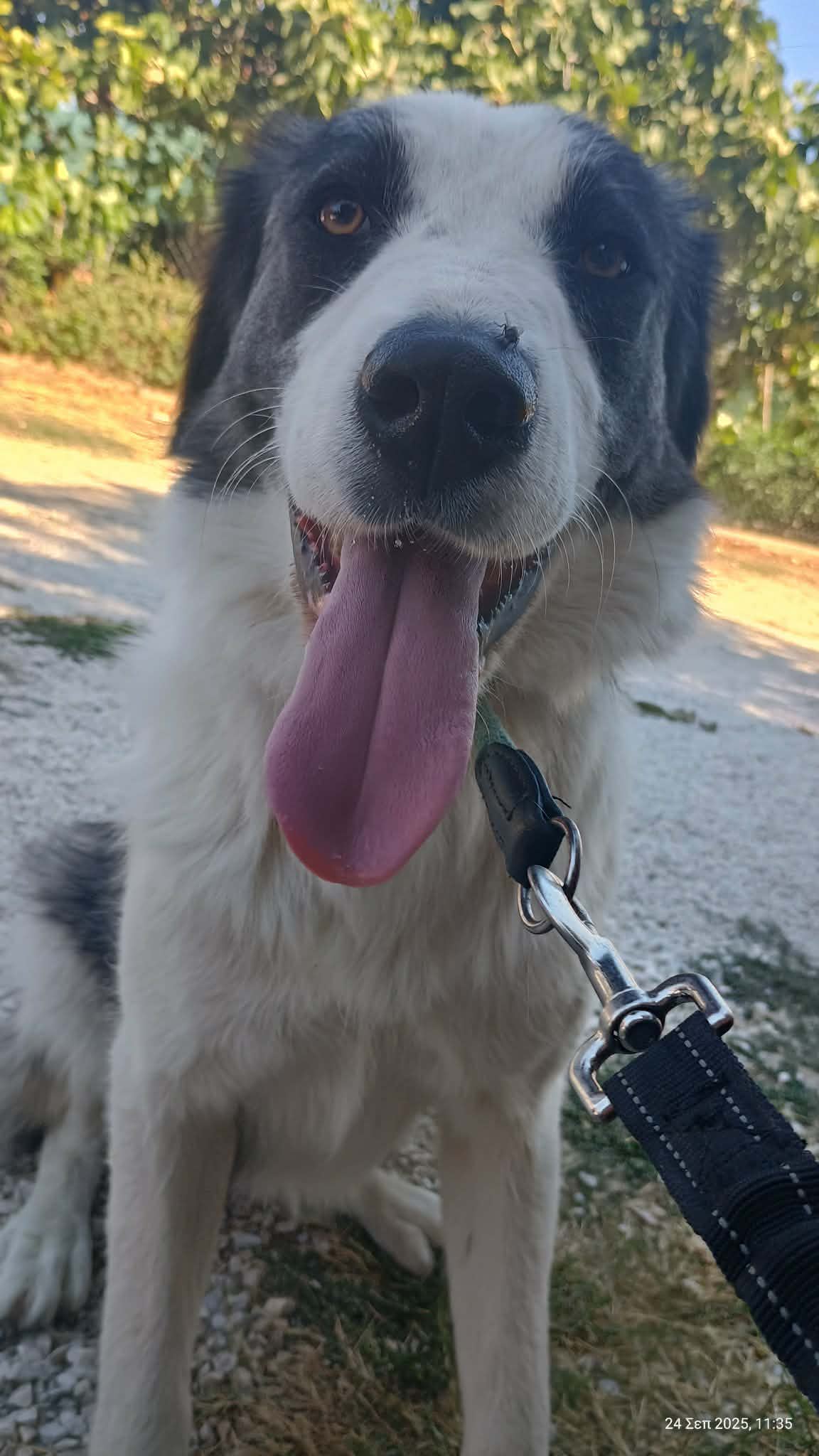 Mollie Zorro Dogsavior Jun26 3