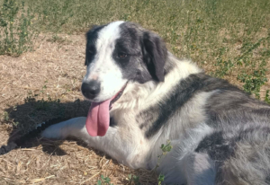 Mollie Zorro Dogsavior Jun26 4