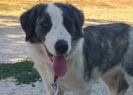 Mollie Zorro Dogsavior Jun26 Beitragsbild