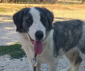 Mollie Zorro Dogsavior Jun26 Beitragsbild