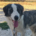 Mollie Zorro Dogsavior Jun26 Beitragsbild