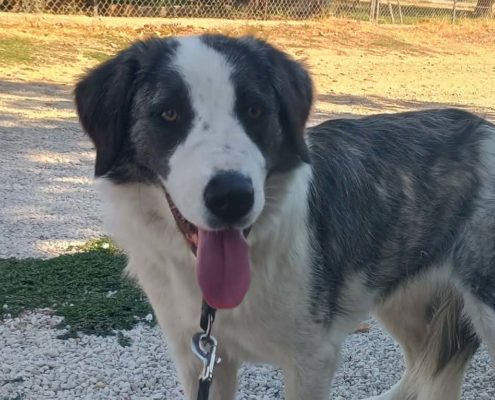 Mollie Zorro Dogsavior Jun26 Beitragsbild