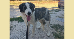Mollie Zorro Dogsavior Jun26 Social Media