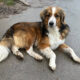 Nesquik Zorro Dogsavior Feb24 1