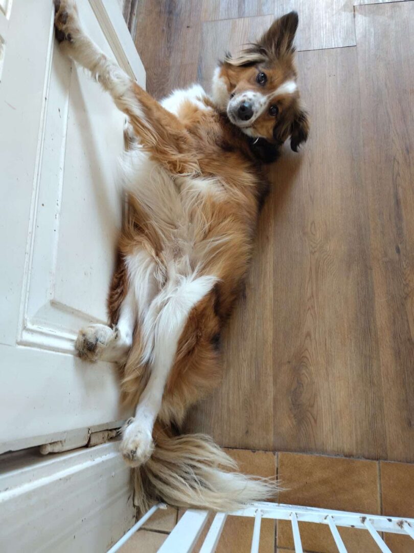 Nesquik Zorro Dogsavior Feb24 2