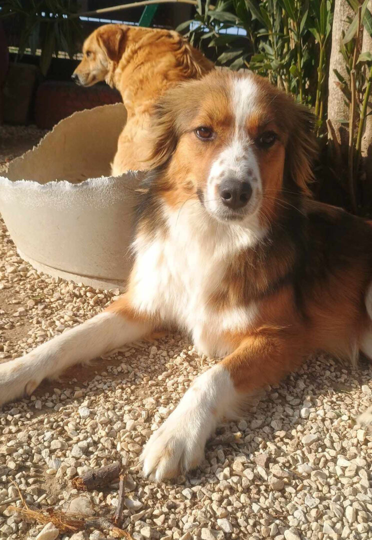 Nesquik Zorro Dogsavior Feb24 4