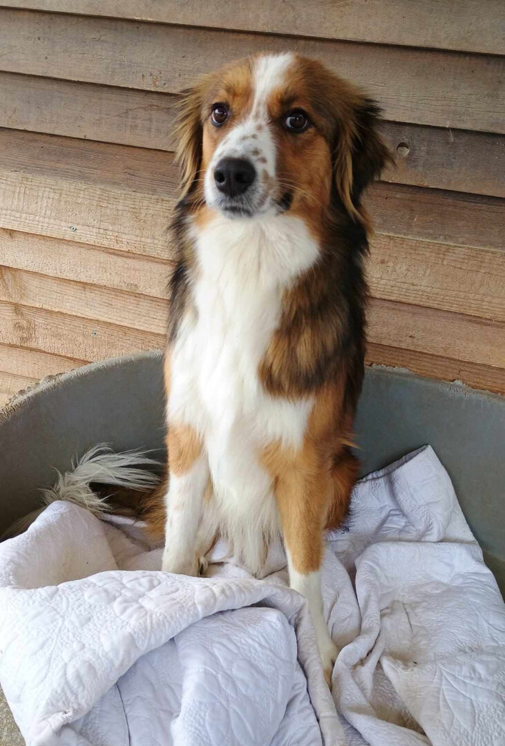 Nesquik Zorro Dogsavior Feb24 5