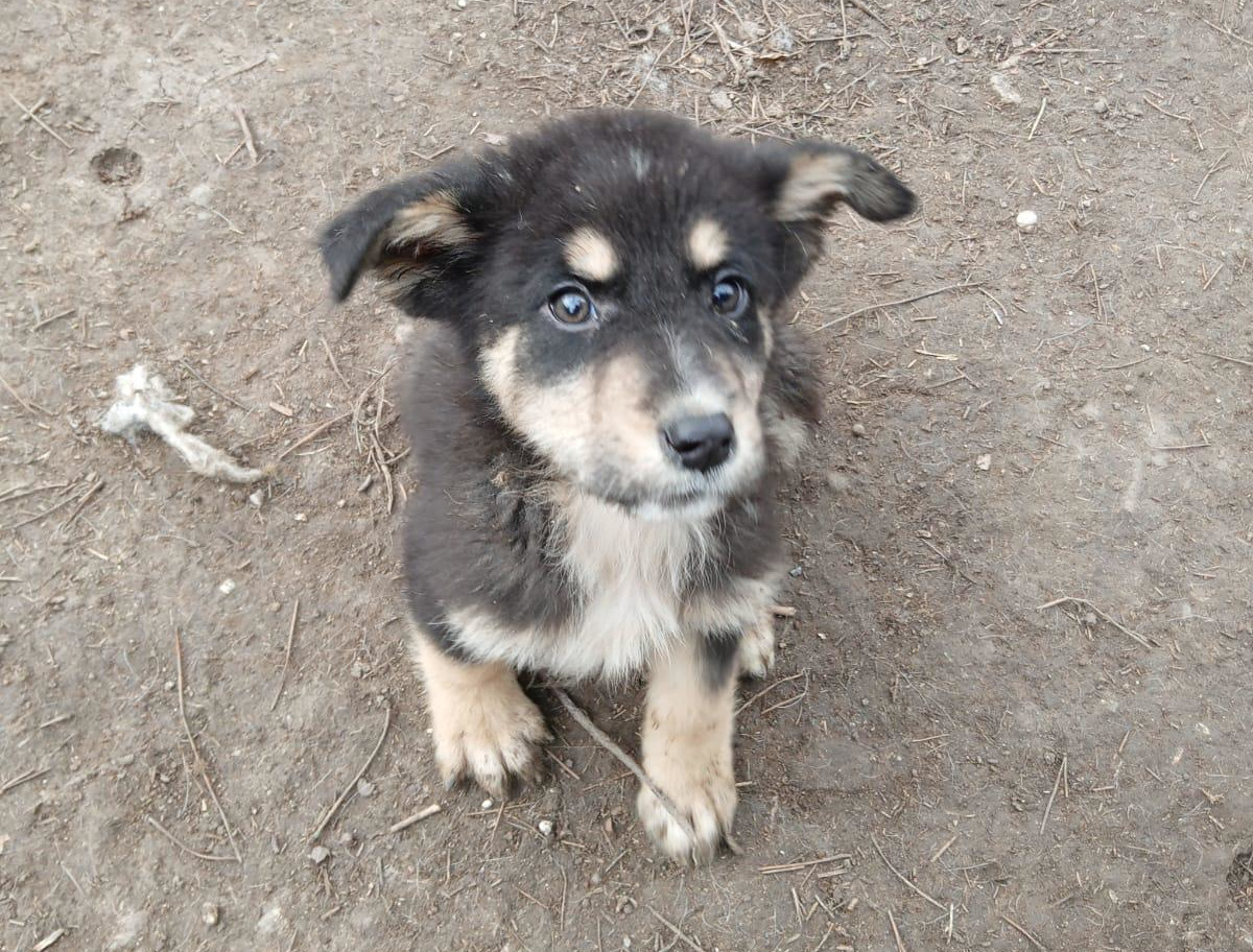 Odin Zorro Dogsavior Feb25 3