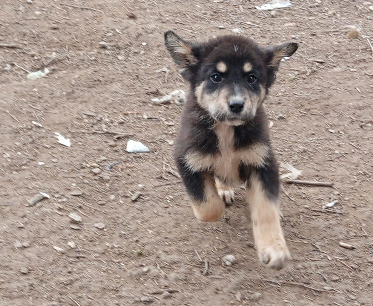 Odin Zorro Dogsavior Feb25 4
