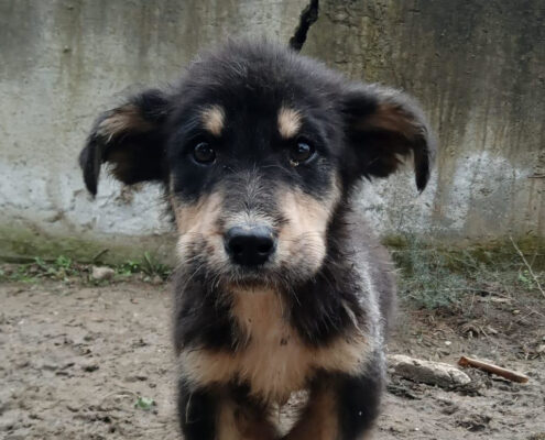 Odin Zorro Dogsavior Feb25 Beitragsbild
