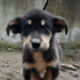Odin Zorro Dogsavior Feb25 Beitragsbild
