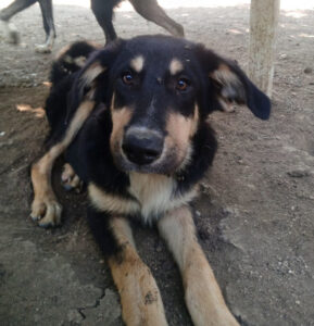 Schwarz-brauner Hund liegt auf einem erdigen Boden im Freien.