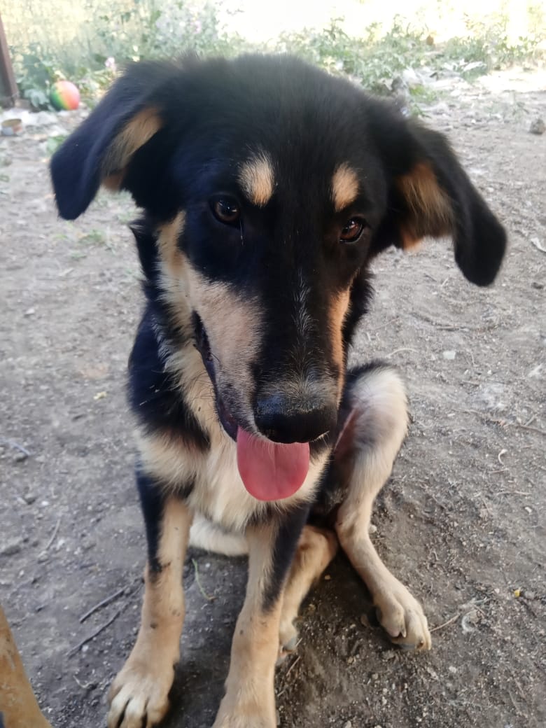 Odin Zorro Dogsavior Jun25 5