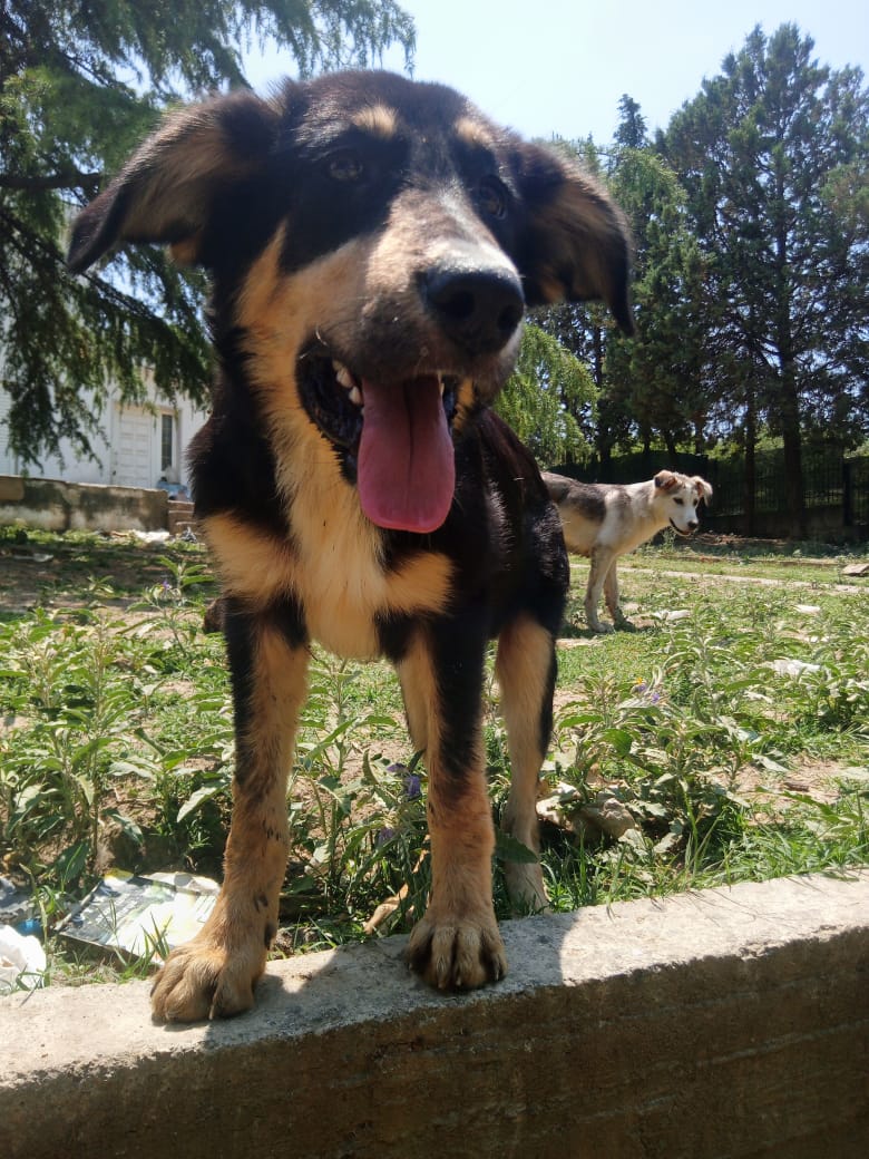 Odin Zorro Dogsavior Jun25 6